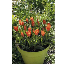 Tulpen in een plantenpot in de tuin