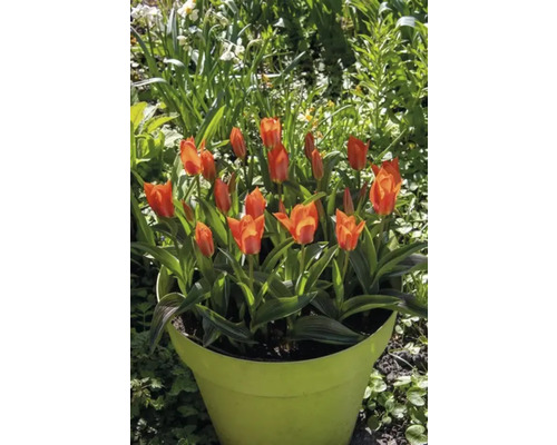 Tulpen in een plantenpot in de tuin