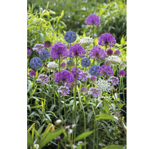 Bloeiende sieruienplanten in de tuin