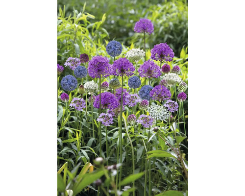Bloeiende sieruienplanten in de tuin