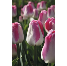 Close-up van tulpenbloemen in de tuin