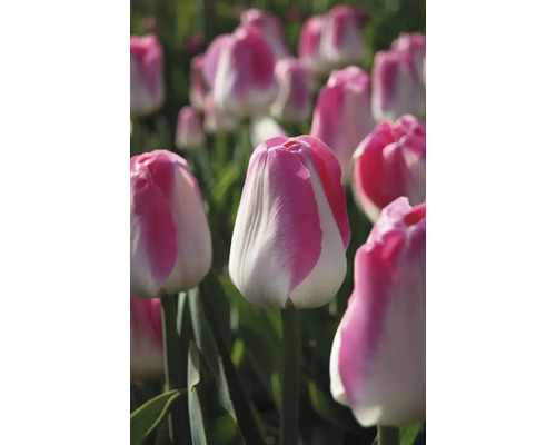 Close-up van tulpenbloemen in de tuin