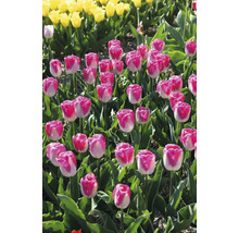 Veld met roze-witte en gele tulpen