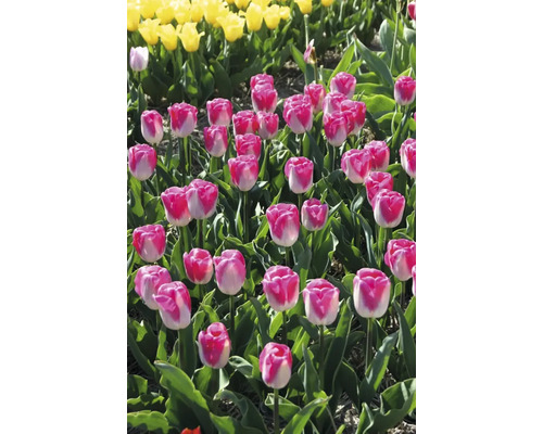 Veld met roze-witte en gele tulpen