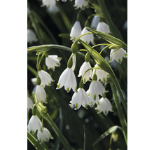 Close-up van lenteklokjes met witte bloemen en groene stengels