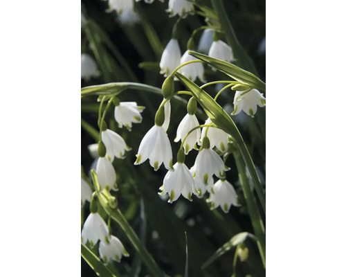 Close-up van lenteklokjes met witte bloemen en groene stengels