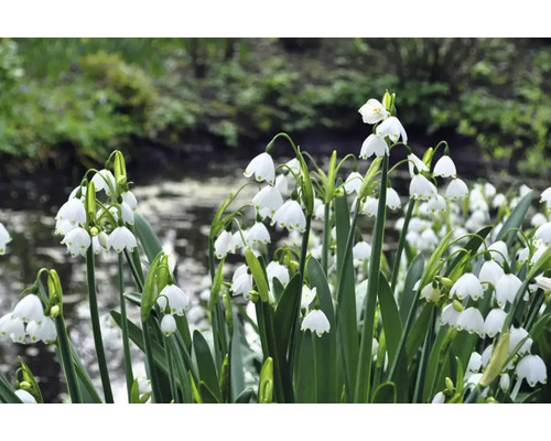 Zomerklokje in de tuin