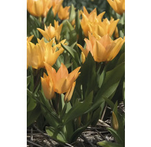 Gele tulpen met groene bladeren in de tuin