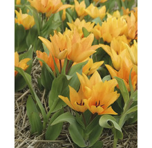 Veld met gele tulpen