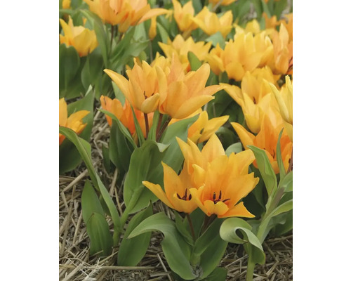Veld met gele tulpen