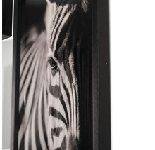 Zwart-witfoto van een zebra in een lijst