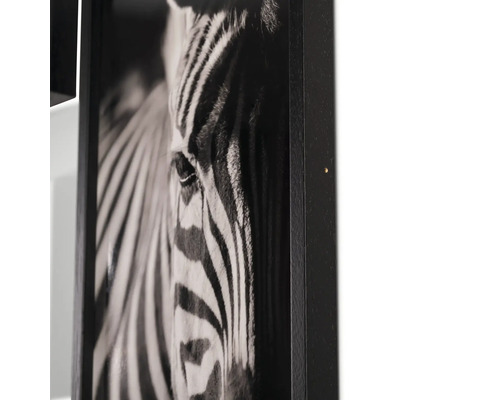 Zwart-witfoto van een zebra in een lijst