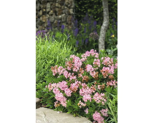 Close-up van een bloeiende dwergalpenroos in de tuin