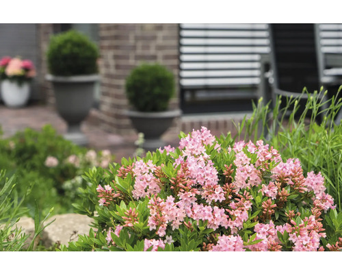 Close-up van een bloeiende peperboompje in de tuin
