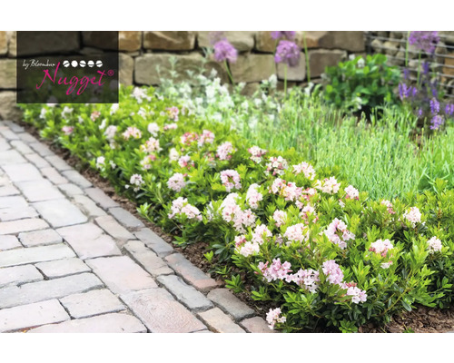 Bloeiende dwerg Rhododendron Nugget in de tuin