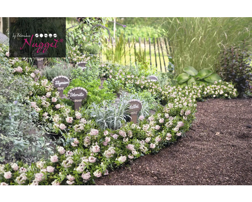 Kruidentuin met tijm, peterselie, salie en marjolein.