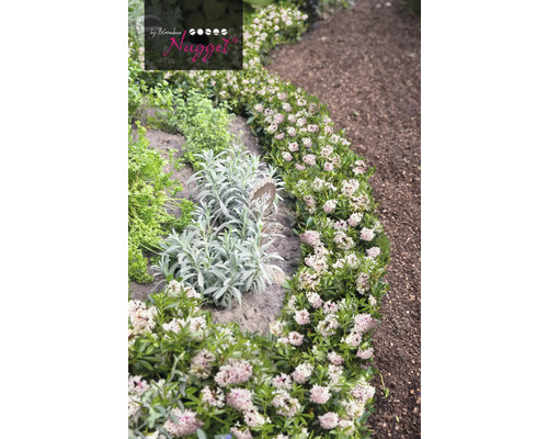 Tuin met tijm en andere kruiden