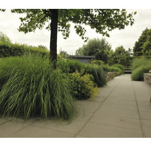Landschapsfoto met tuinpad, siergrassen en bomen