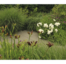 Tuin met diverse planten en bloemen langs een stenen pad