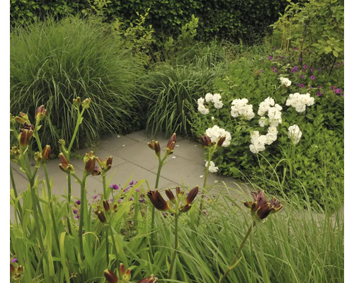 Tuin met diverse planten en bloemen langs een stenen pad