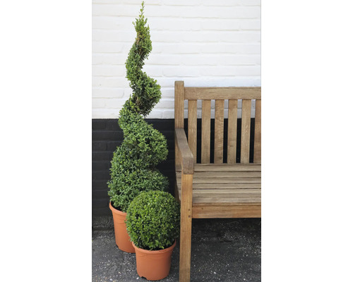 Twee buxusplanten in pot naast een houten bank