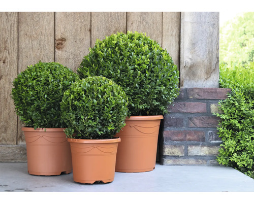 Drie buxussen in plantenbakken voor een houten wand en een bakstenen muur