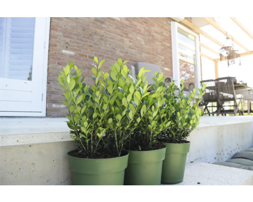 Drie groene buxusplanten in potten op een terras.