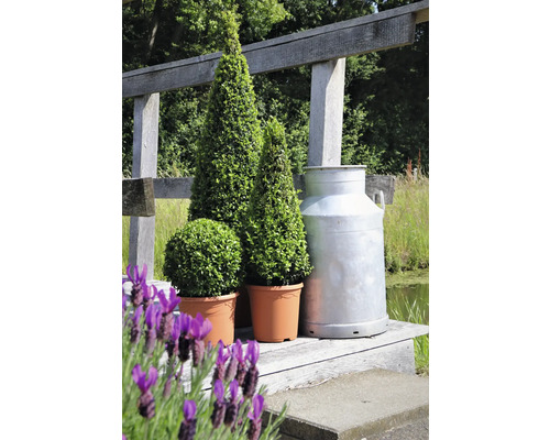 Decoratieve vormsnoeiplanten in pot samen met een melkbus op een houten brug