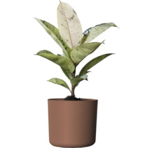 Rubberboom kamerplant in een pot