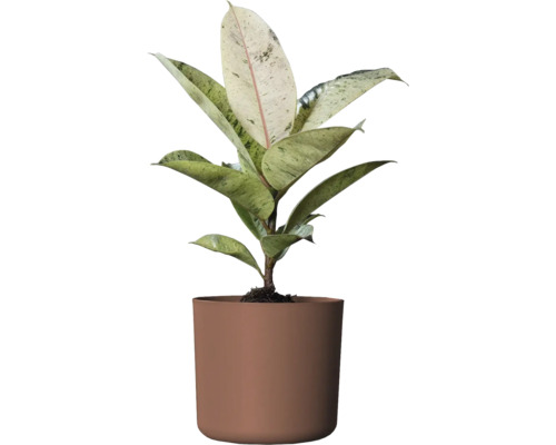 Rubberboom kamerplant in een pot