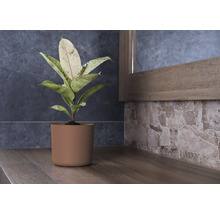 Rubberplant in een pot op een houten plank voor een muur