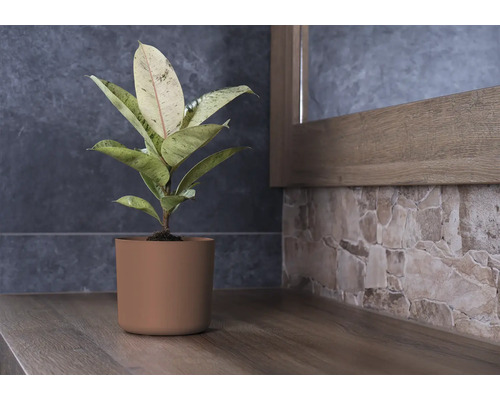 Rubberplant in een pot op een houten plank voor een muur