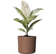 Rubberboom kamerplant in pot