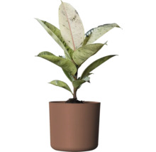 Rubberboom kamerplant in pot
