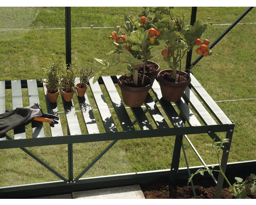 Kweekkasrek met tomatenplanten, kruiden en tuinhandschoenen