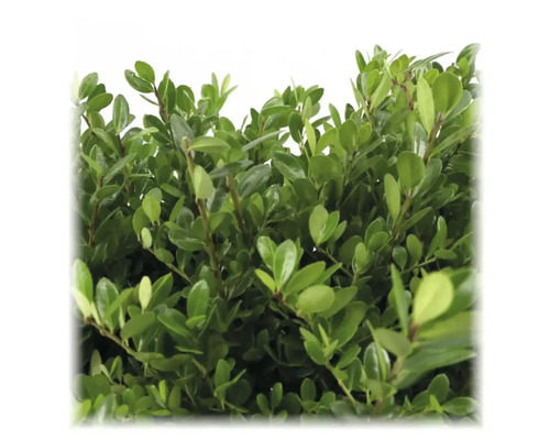 Op de afbeelding is een haagplant met dicht, groen blad te zien.