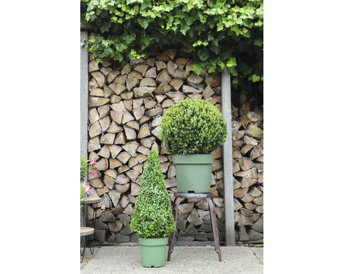 Scene met een kegelvormige en een bolvormige buxusboom in potten voor een houten achtergrond