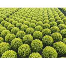 FLORASELF Japanse Hulst Ilex crenata 'Glory Gem' potmaat Ø 33 cm H 50 cm