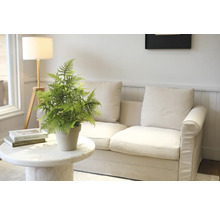 Decoratieve kamerplant op een marmeren tafel voor een bank en een vloerlamp