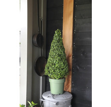 Kegelvormige buxus in pot op een vuilnisbak voor een donkere houten wand