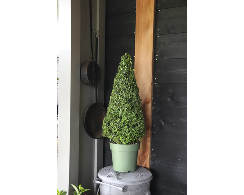 Kegelvormige buxus in pot op een vuilnisbak voor een donkere houten wand