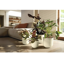 Interieurscène met verschillende kamerplanten in plantenbakken