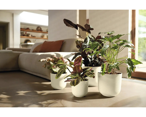 Interieurscène met verschillende kamerplanten in plantenbakken