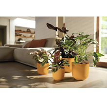 Kamer met vier planten in plantenbakken en een bank