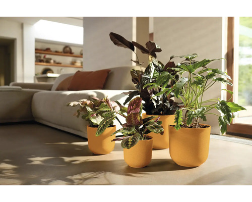 Kamer met vier planten in plantenbakken en een bank