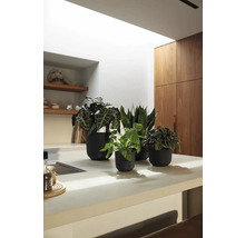 Decoratieve kamerplanten in potten op een aanrecht