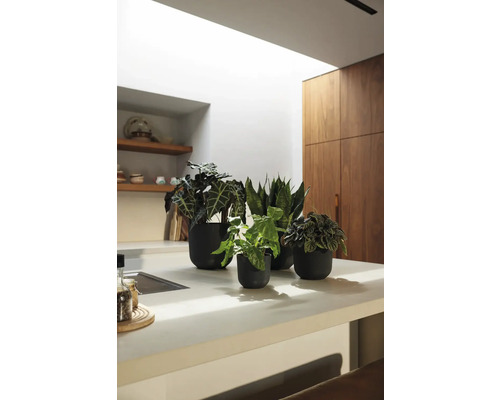 Decoratieve kamerplanten in potten op een aanrecht