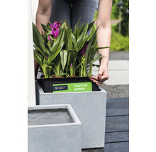 Vrouw plaatst inzetstuk voor plantenbakken met plant in een grijze plantenbak.