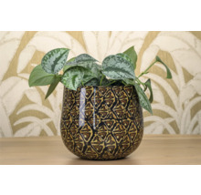 Kamerplant in een decoratieve bloempot met geometrisch patroon.