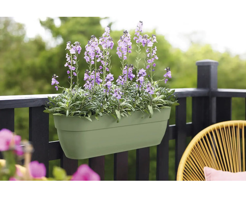 Bloembak met paarse bloemen op een balkonreling